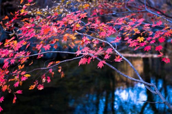 蜜汁视频今日更新